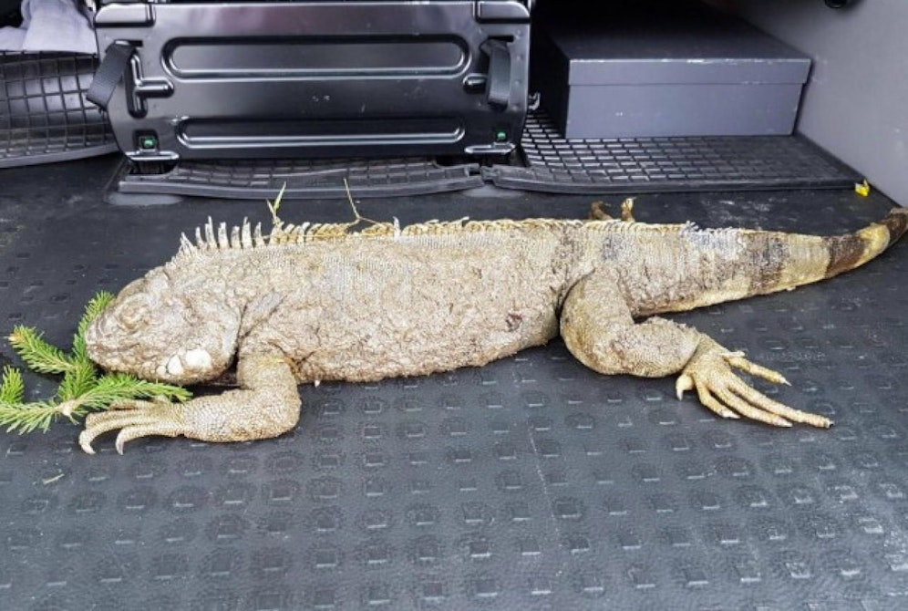 Das tote Tier im Polizeiwagen.