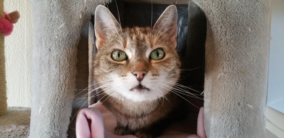 Seit einem Jahr ist "Mary" im Tierheim, aufgrund ihrer Epilepsie wollte ihr bisher niemand ein Zuhause schenken.