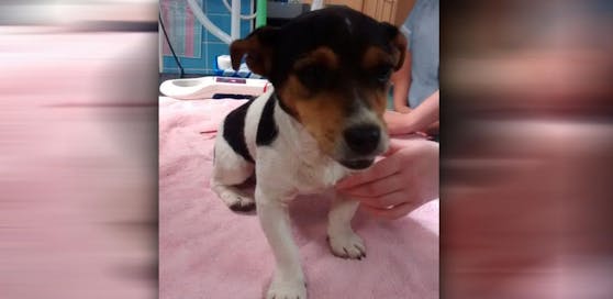 Der kleine Jack Russel ist Wohlauf.