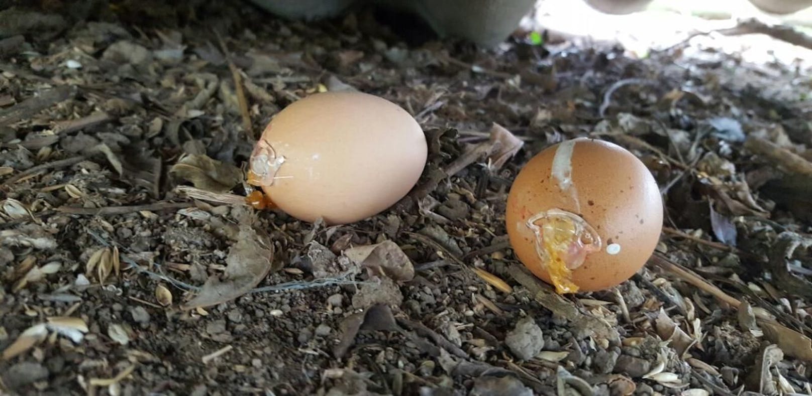 Diese beiden Eier wurden mit Gift gefüllt und mit Heißklebepistole wieder verschlossen.