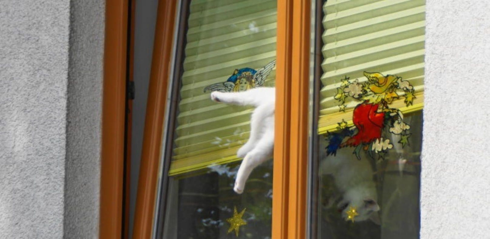 Katze rutscht ab, steckt in gekipptem Fenster fest