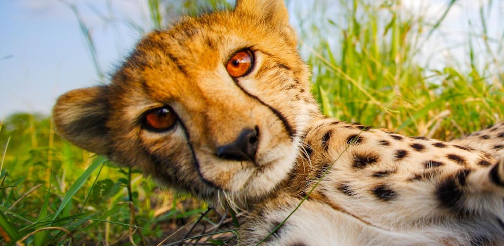 Universum: "Meine Geparden-Familie"