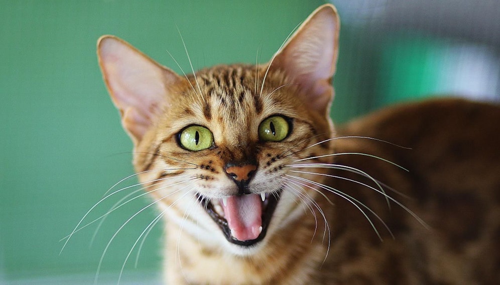 Hoffnung für Allergiker.