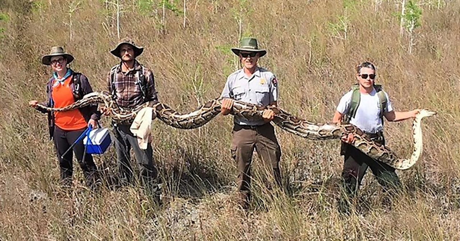Forscher mit dem größten, je im Big Cypress Reservat gefangenen Python-Weibchen.