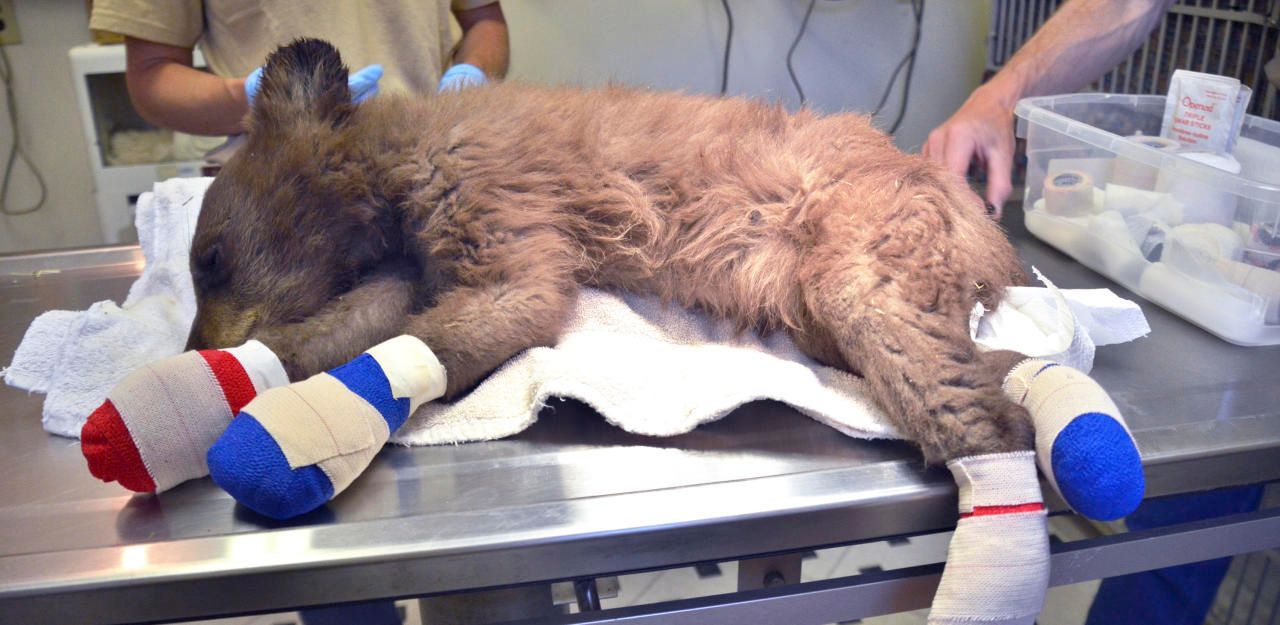 Heute.at - Bären-Baby kann nur auf der Seite liegen