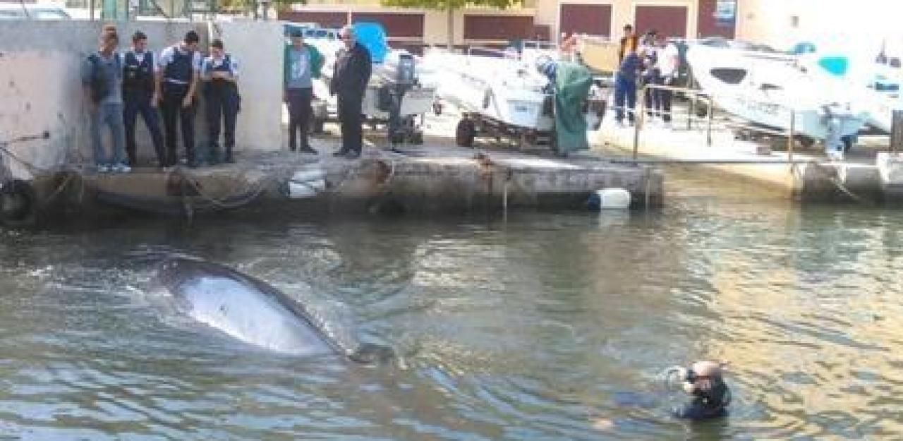 Heute.at - Wal verirrte sich im alten Hafen von Marseille