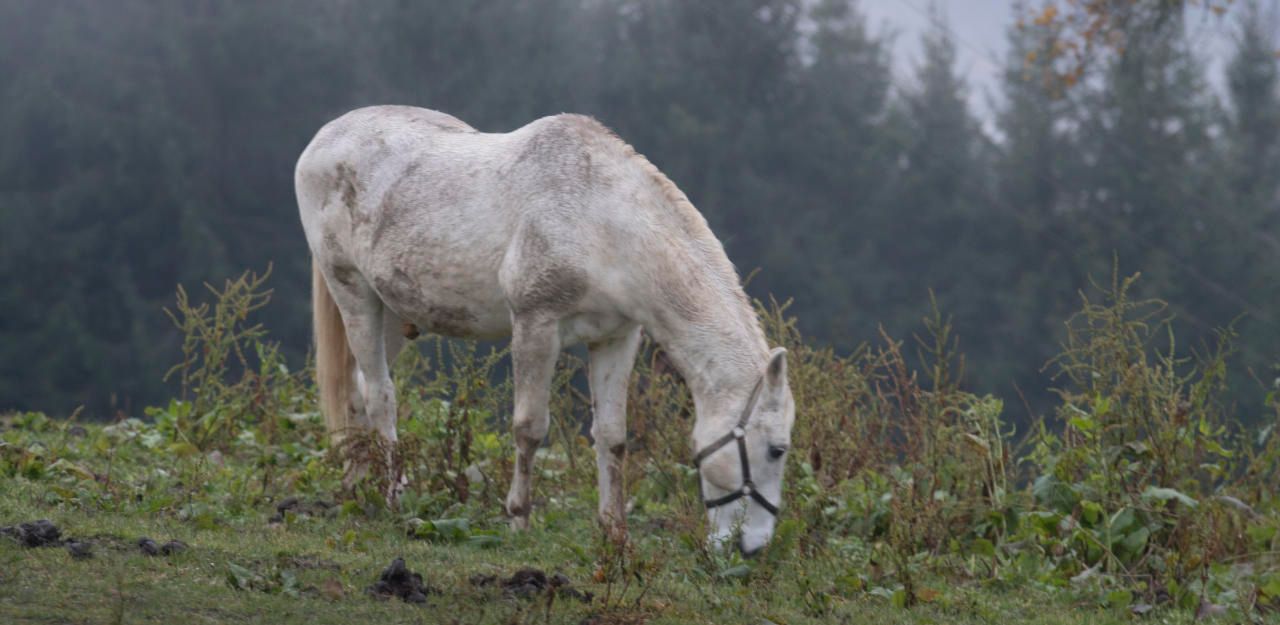 Heute.at - Lipizzaner-Transport geht bei Fahrt in Flammen auf