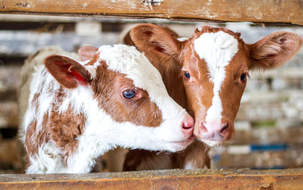 Junge Kälber in einem Stall. Symbolbild