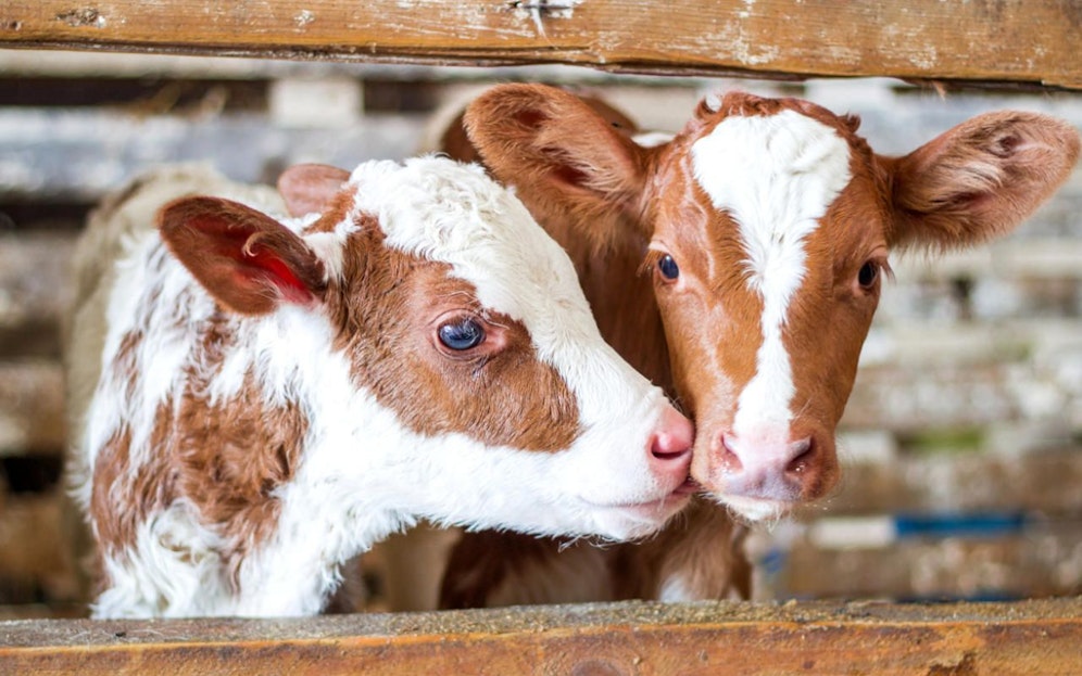 Kälbchen sorgte für Crash in Arbesbach.&nbsp; (Symbolbild)
