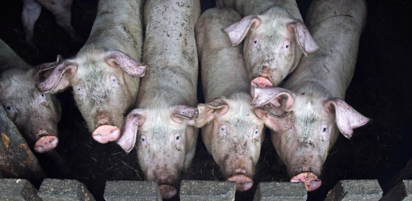 Im Bezirk Gmunden wurden in einem Schweinestall unvorstellbar grausame Zustände entdeckt.