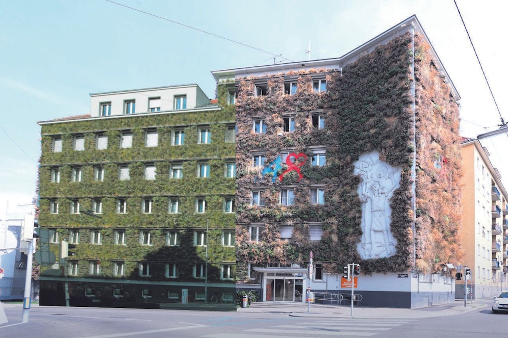 Kein Wasser: Grüne Fassade (l.) wurde brauner Teppich.