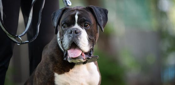 Niklas ist ein starker, reinrassiger Boxer. Er wartet im Tierheim Brunn auf ein neues Zuhause.
