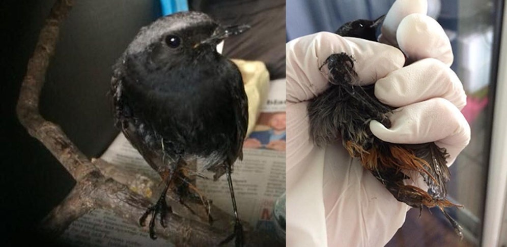 Das Rotschwänzchen musste ganz schön Federn lassen  das Gefieder war komplett teerverklebt.