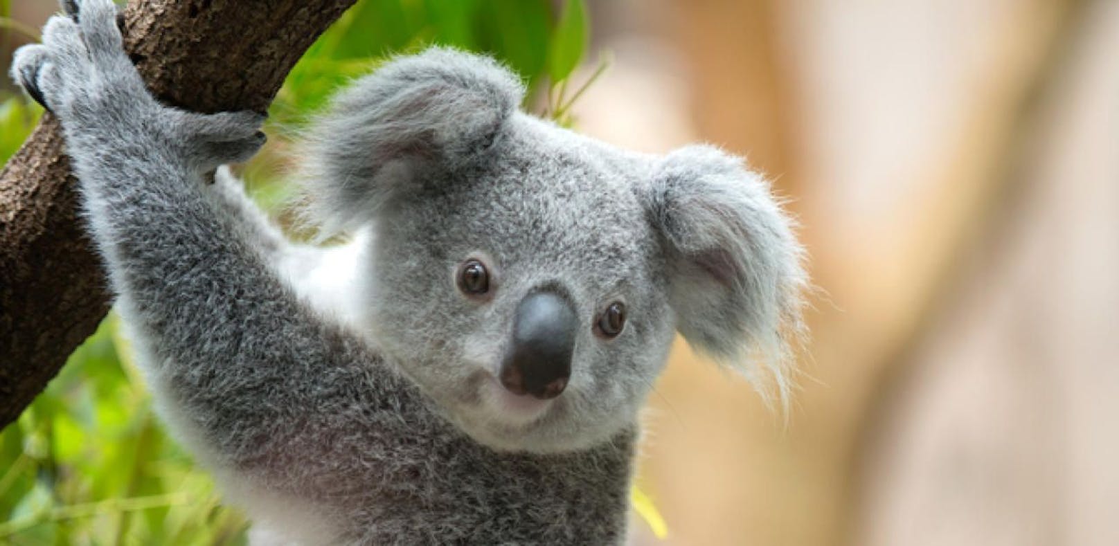 Australiens Koalas sind in Gefahr: Eine Geschlechtskrankheit bedroht die Populationen.&nbsp;