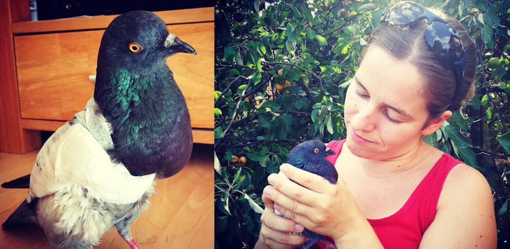 Ein Teil des Flügels musste der Taube amputiert werden.