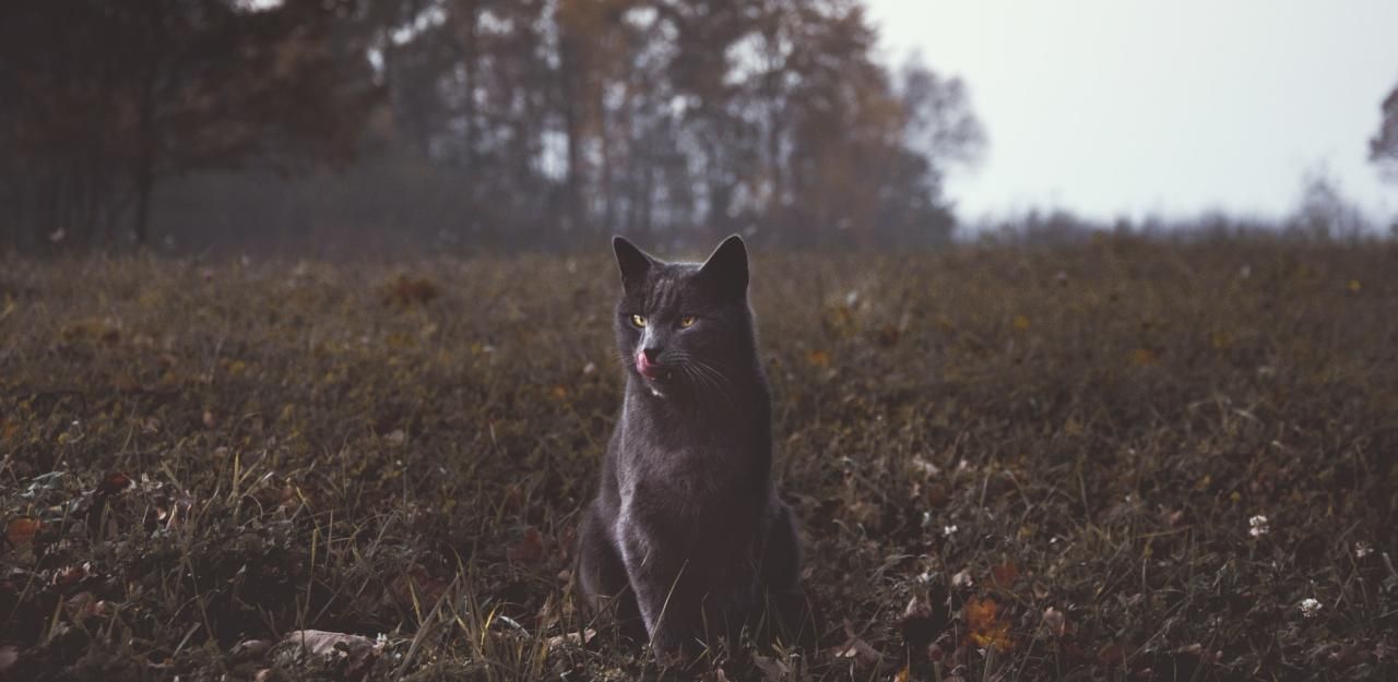 Heute.at - Forscher: Katzen ausrotten, um Vögel zu retten