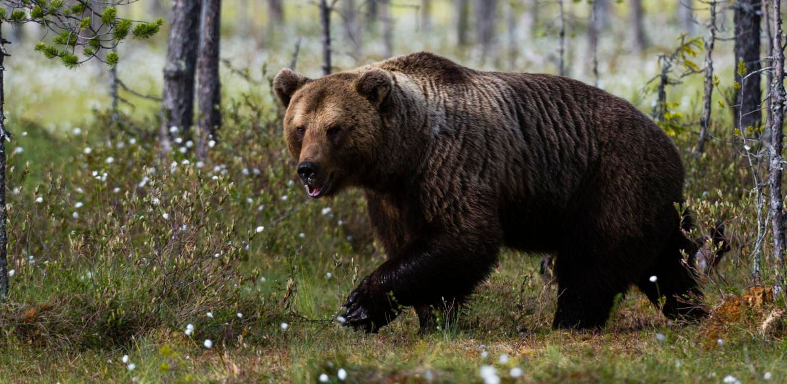 Ein Europäischer Braunbär (Ursus arctos) in einem Wald bei Kuhmo, Finnland.