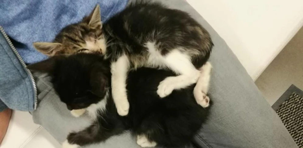 Die beiden Katzenkinder kuscheln für ihr Leben gern.