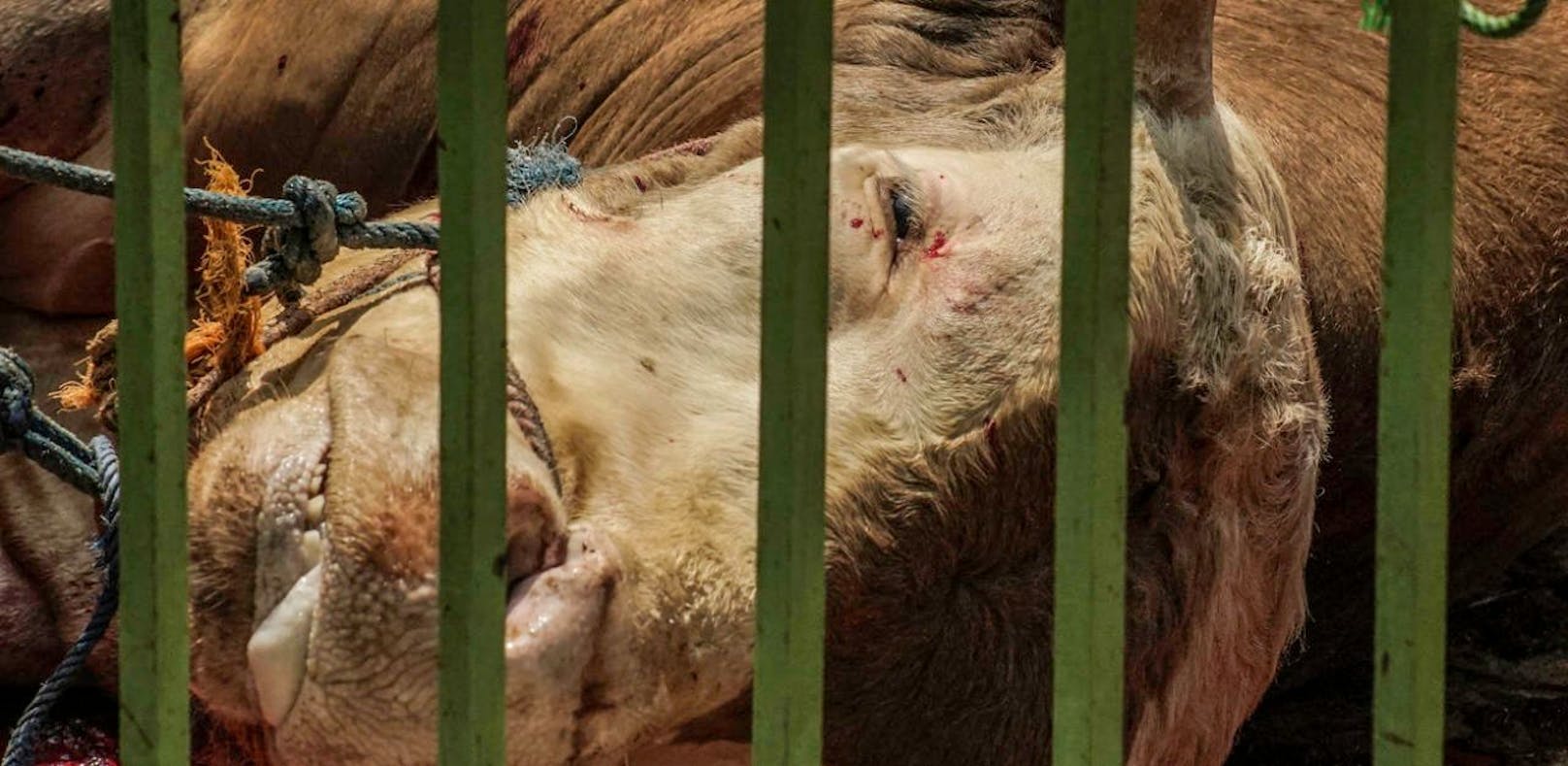 Die Rinder lagen über Monate tot in dem Stall in Vöcklabruck. (Symbolfoto)