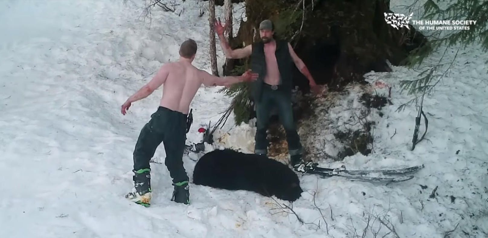 Wilderer-Duo tötet Bären-Familie im Winterschlaf