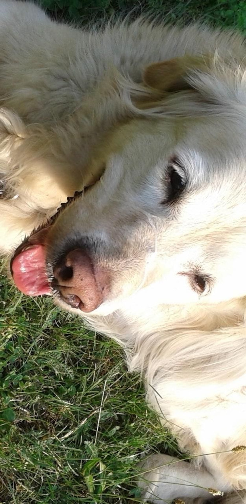 In Wien brauchen Hunde ein Haftpflichtversicherung.