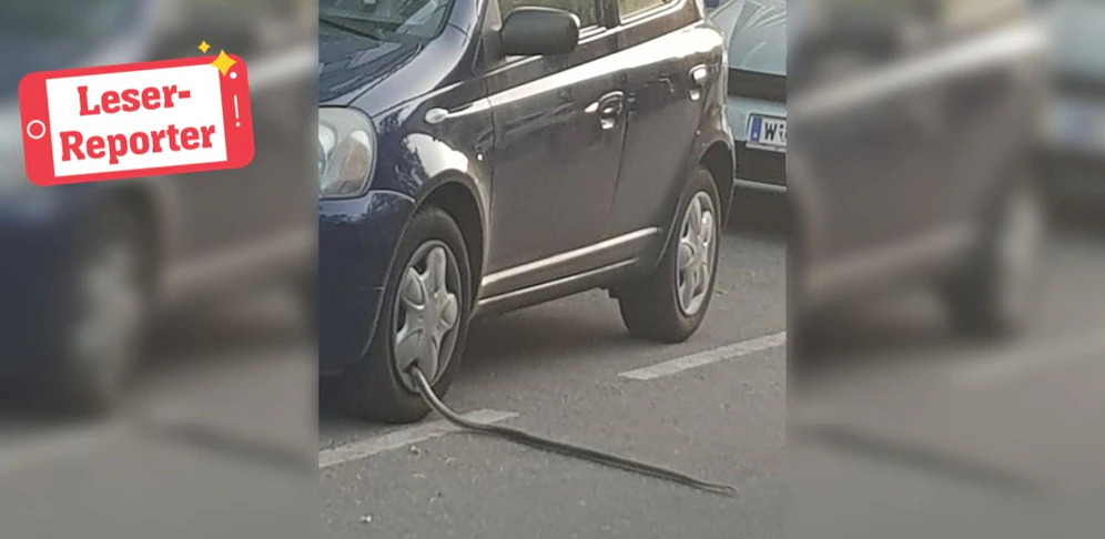 Leser Nikola sah die Schlange in Wien-Döbling.