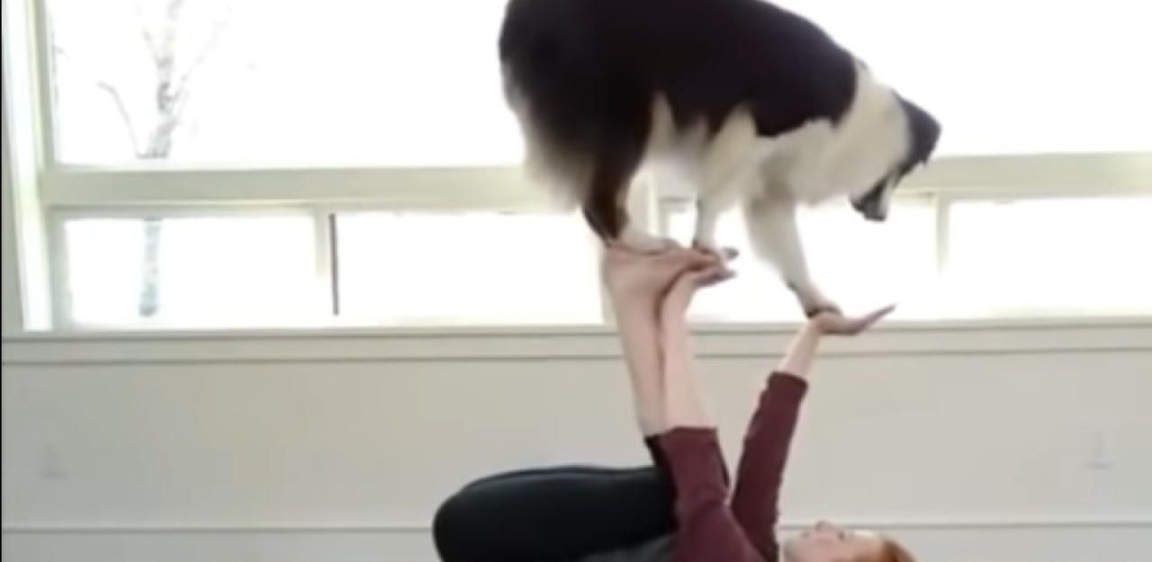 Heute.at - Kann Ihr Hund das auch? Das wollen wir sehen!