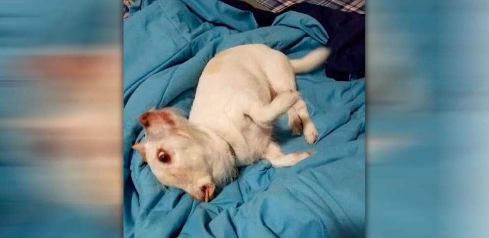 Worum genau handelt es sich bei diesem "Wesen"?