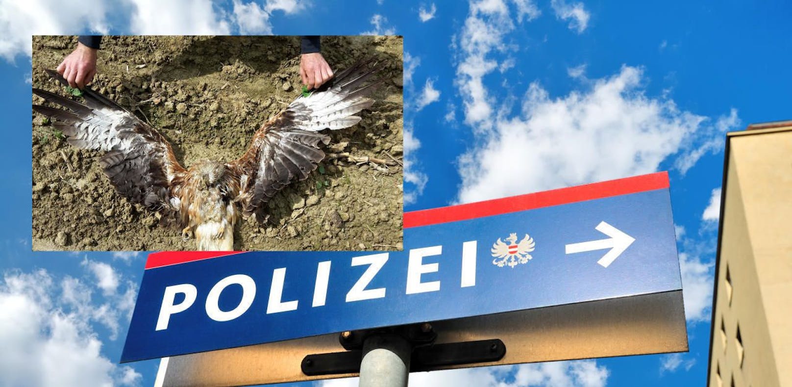Gift-Alarm um drei tote Greifvögel: Polizei ermittelt