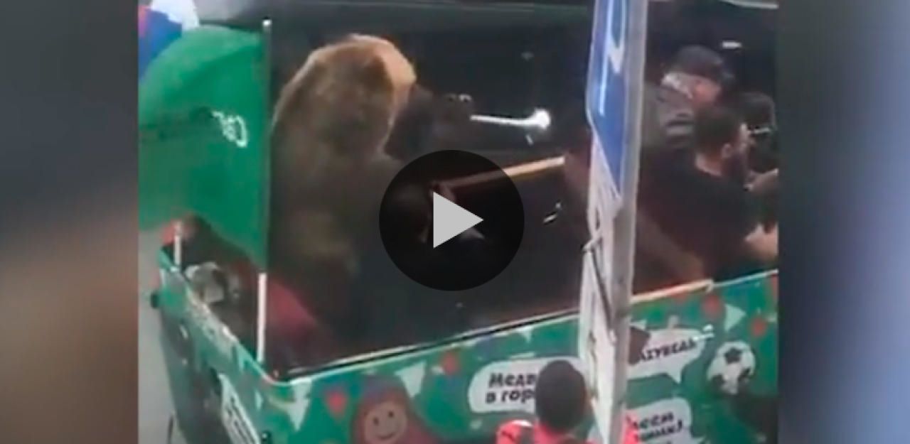 Heute.at - WM-Braunbär mit Vuvuzela sorgt für Kopfschütteln