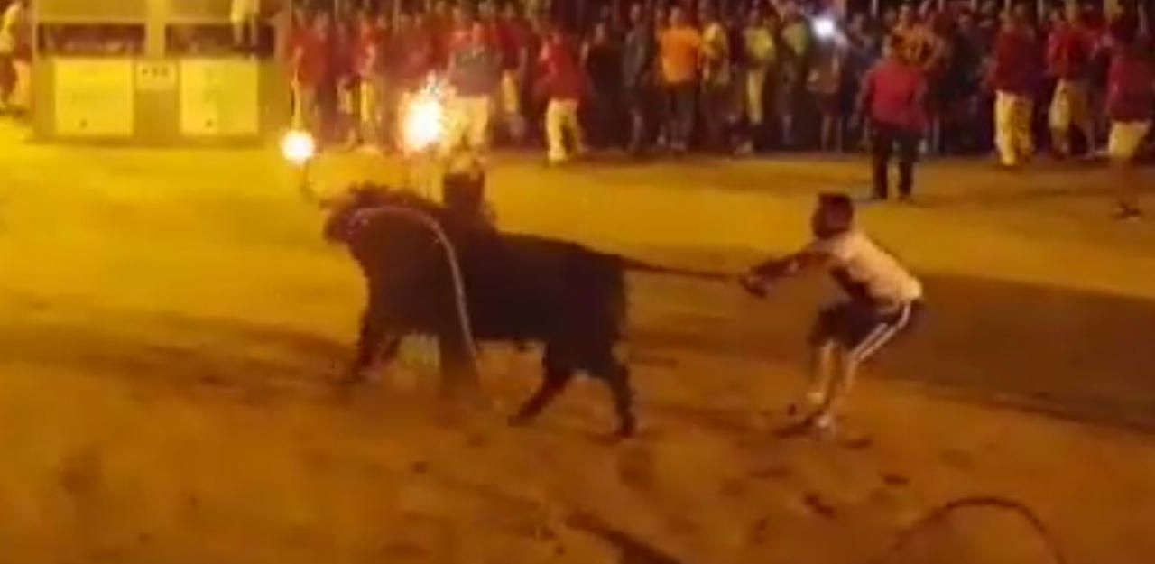 Heute.at - Hörner angezündet: Stier tötet sich in Panik selbst
