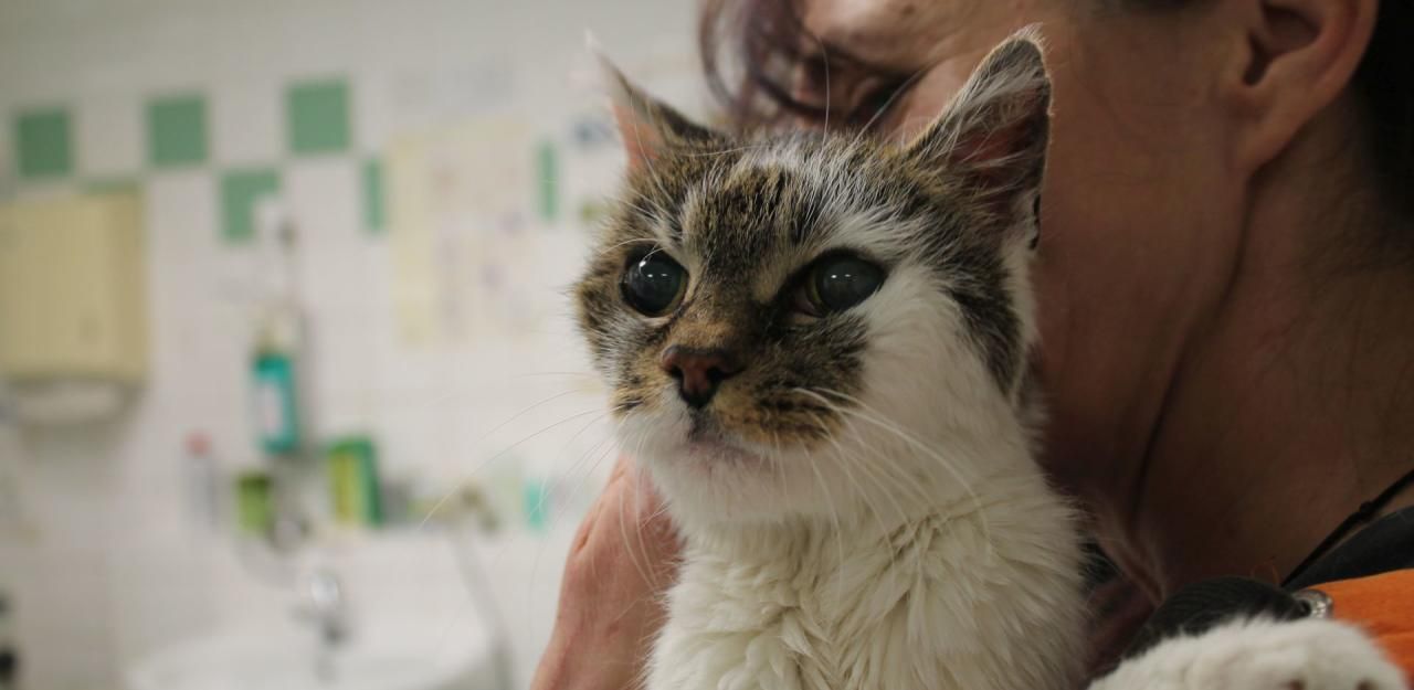 Heute.at - Tierheim päppelt jetzt blinde Katzenoma auf
