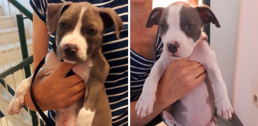 "Rocky" und "Missy" wurden in einem Tierschutzhaus untergebracht.