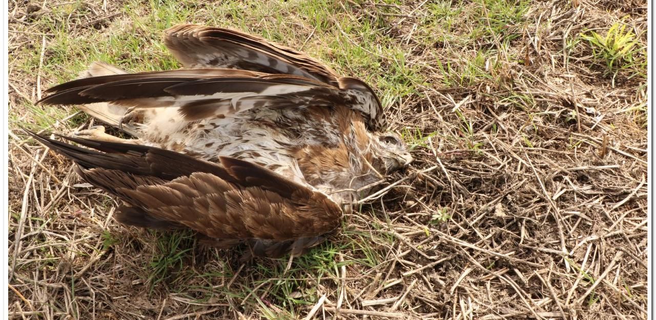 Heute.at - Wieder erschossener Bussard im Weinviertel