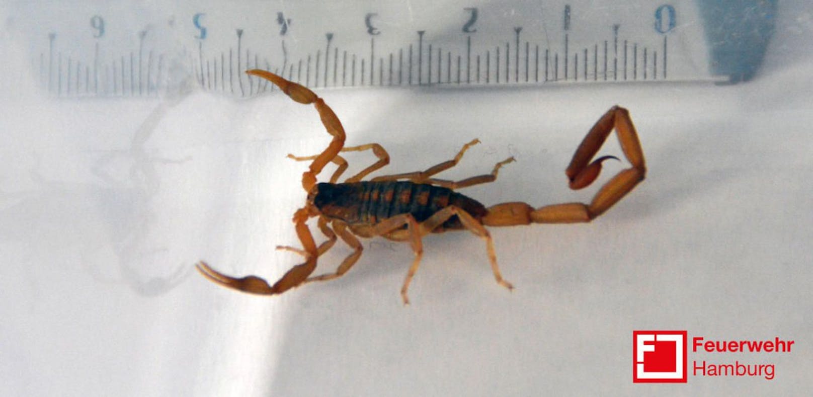 Der hochgiftige Skorpion hatte sich in einem Turnschuh der 23-Jährigen versteckt.