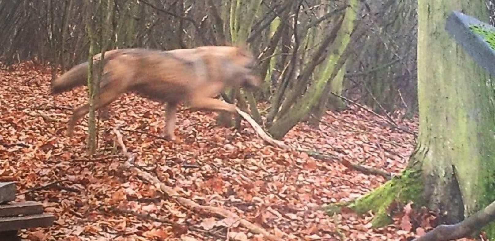 Wolf-Alarm: Tier tappte in Fotofalle im Bezirk Mistelbach.
