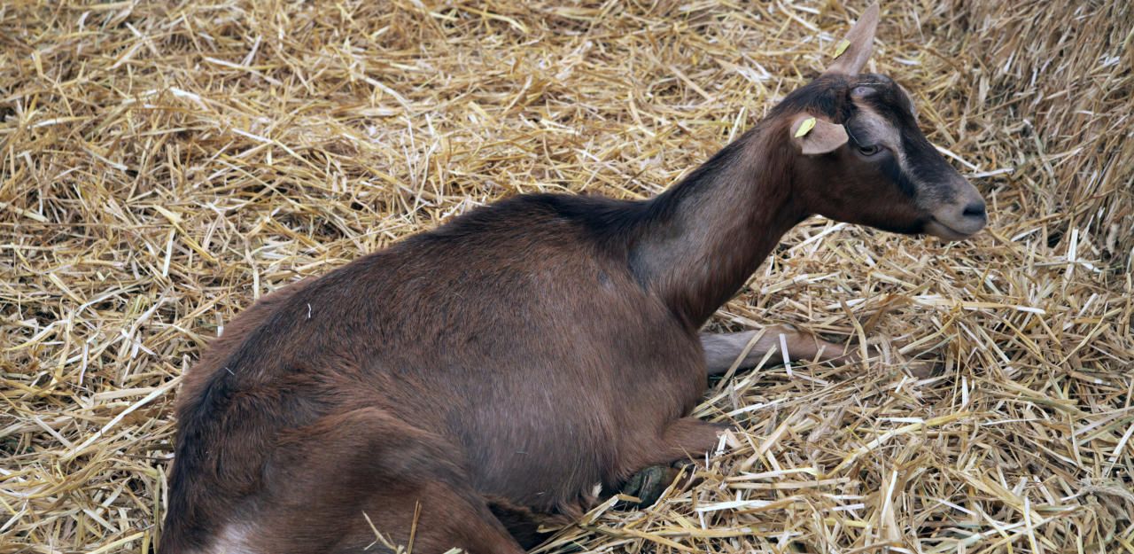 Heute.at - Unbekannter Tierquäler prügelte Hausziege nieder