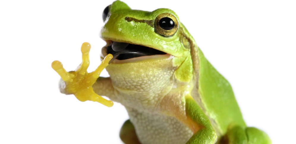 Schüsse auf Frosch