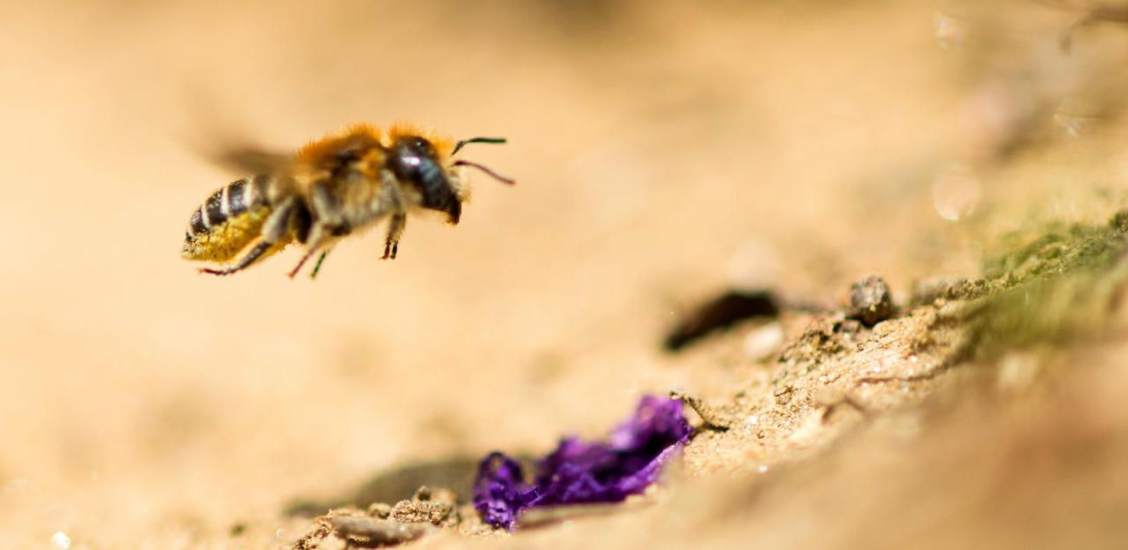 34 Prozent der Honigproben enthielten Stoffe, die für Bienen schädlich sind.