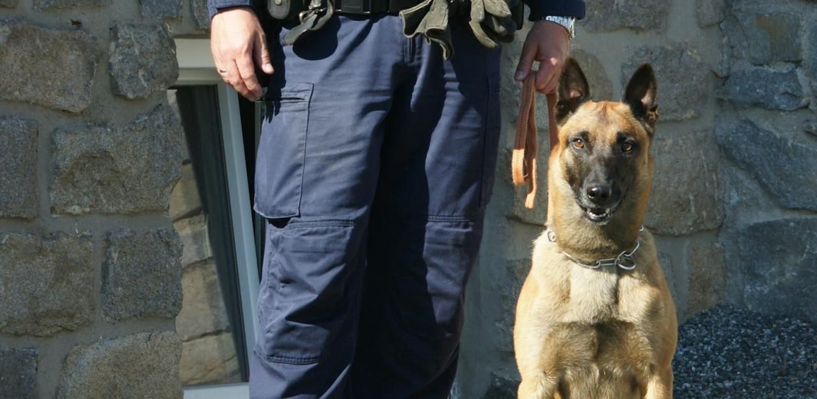 Polizeihund "Franky" schnappt Einbrecher