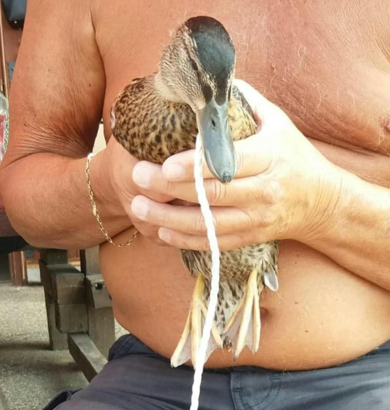Schnur verschluckt: Diese Ente überlebte dank zwei hilfsbereiten Passanten!