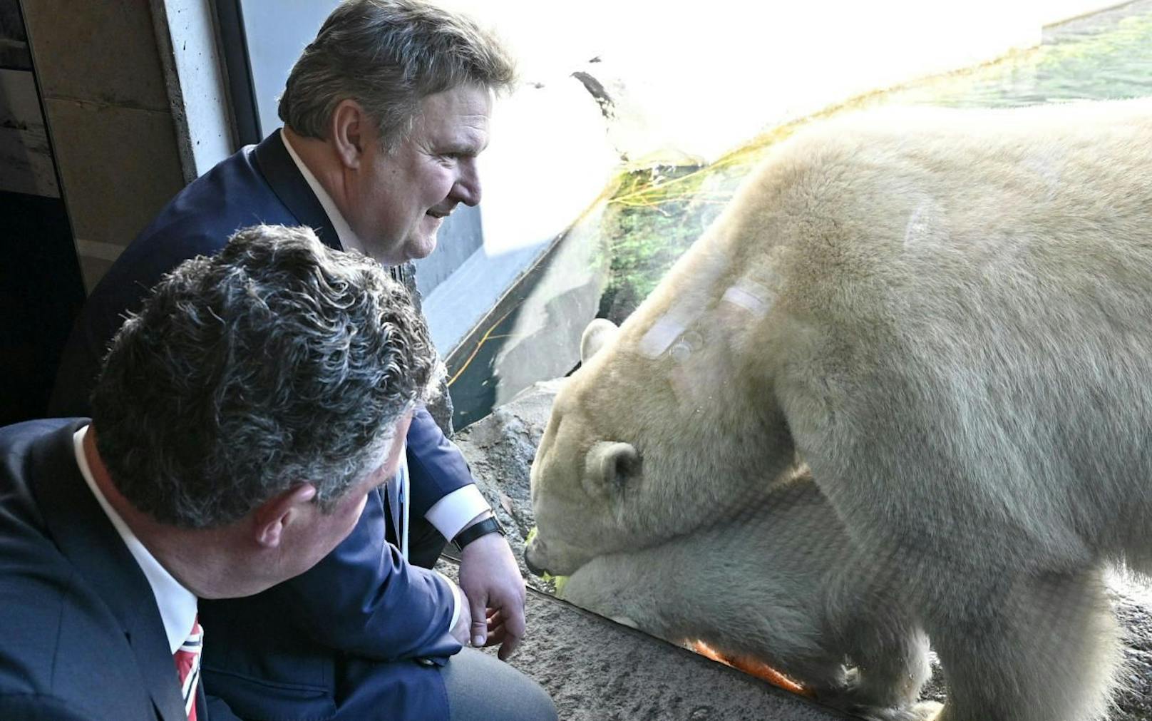 Bürgermeister Michael Ludwig und Tiergartendirektor Stephan Hering-Hagenbeck anl. der Patenschaft für das Eisbärenmädchen Finja.