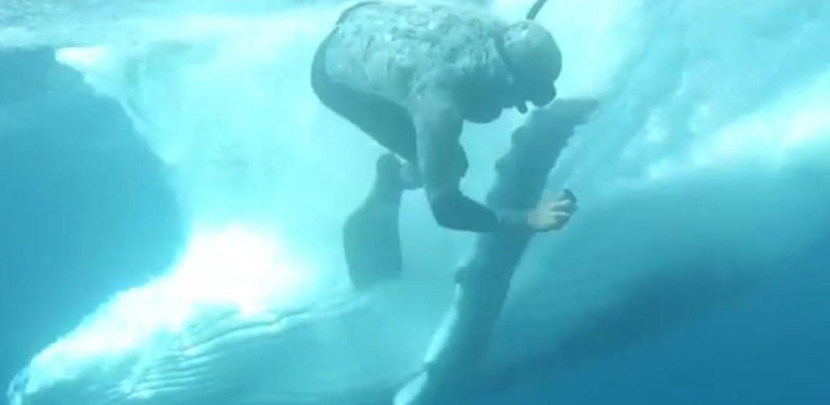 Video: Taucher fast von Buckelwal erdrückt