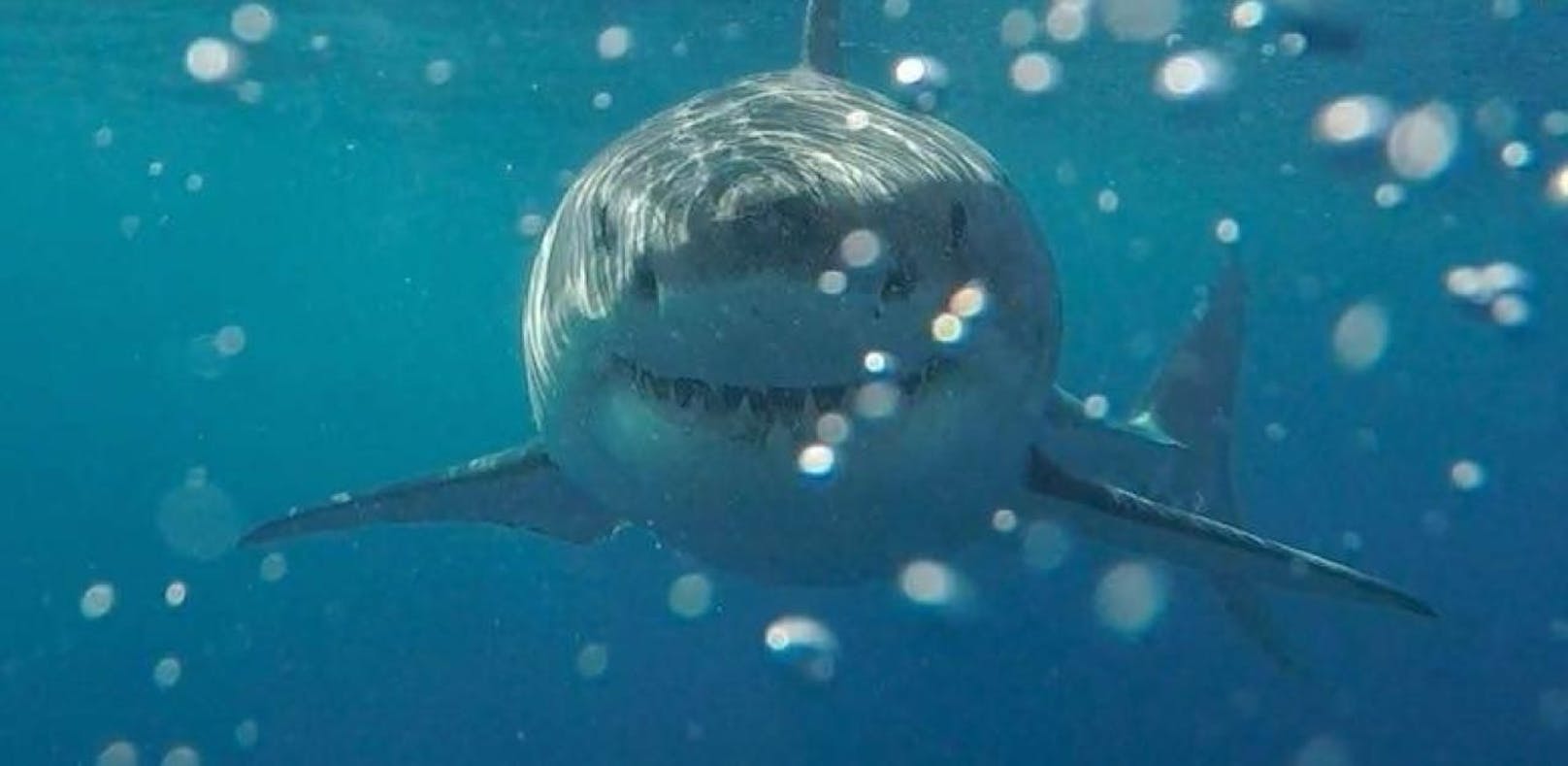 Hai tötet Surferin vor den Augen der Familie