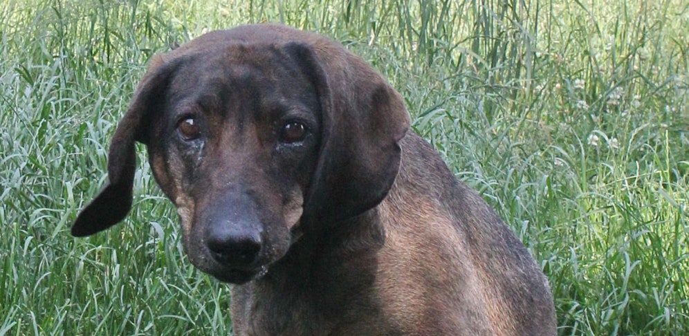 Diese Hündin blieb bei ihrem toten Herrchen.