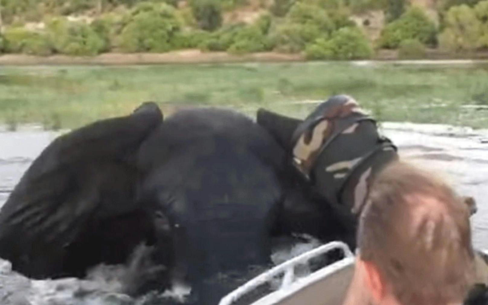Jetzt wird's brenzlig: Der Elefant rammt das Boot der Touristen, eine Urlauberin filmt trotzdem mit.  
