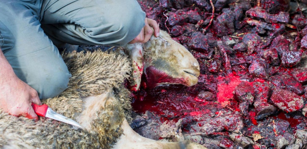 Schaf wird geschächtet (Symbolfoto)