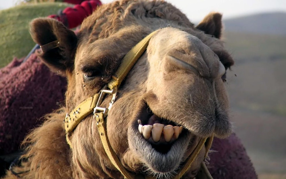 Das Kamel blieb großteils unverletzt.