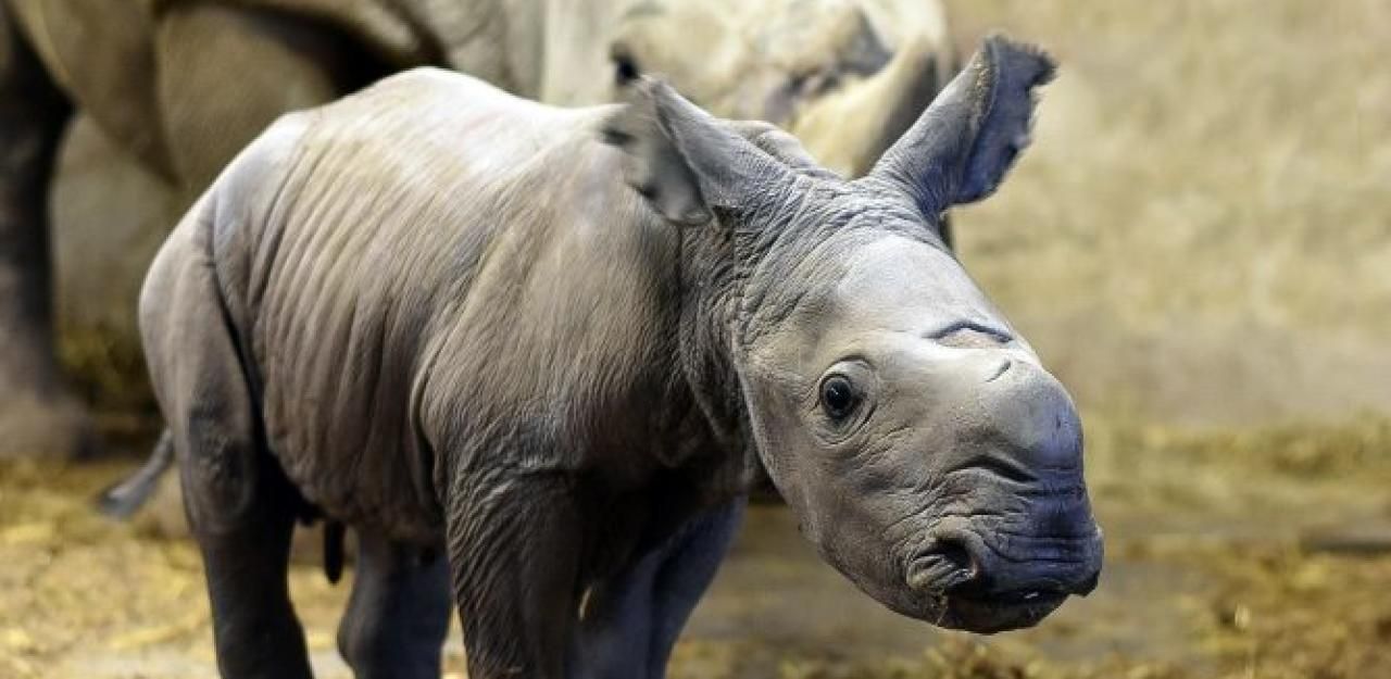 Heute.at - Schmiding: Erneut Baby-Alarm im Nashorn-Gehege