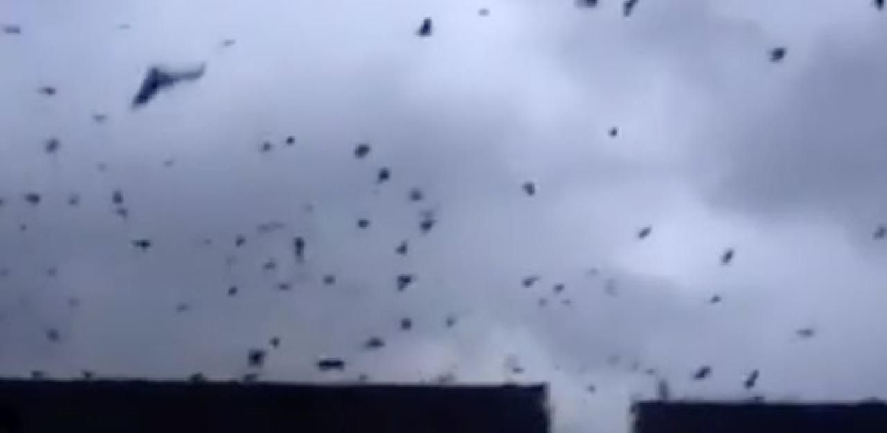 Heute.at - Die Vögel flüchten vor Supersturm Ophelia